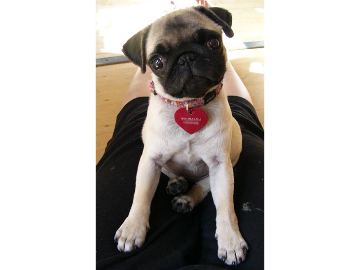 {{currentPhoto.altText}} billede {{currentPhoto.number}}