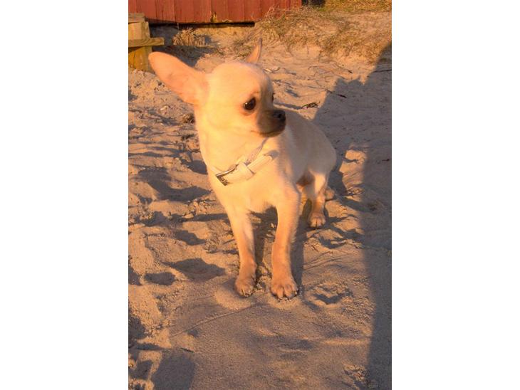 Chihuahua Jack billede 1