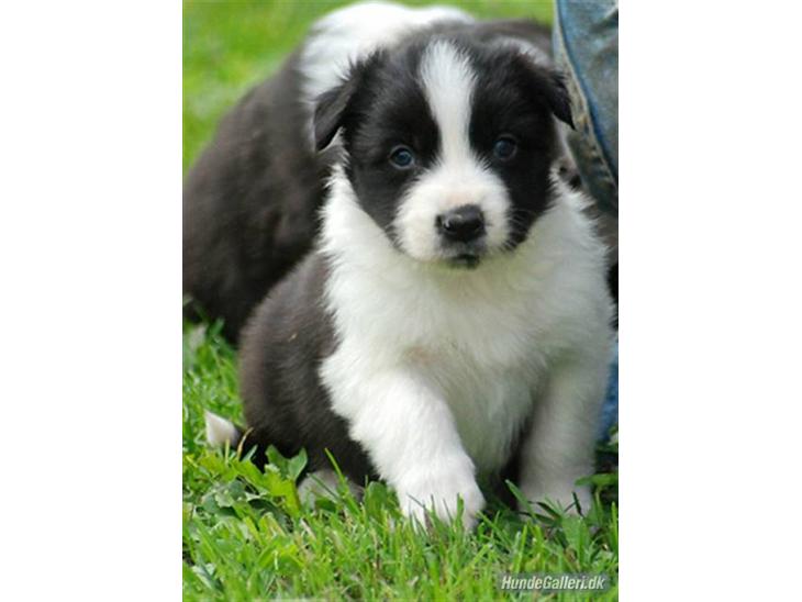 Border collie Brandy † RIP- 7-10-2009 † - Foto: Betina Nielsen billede 1