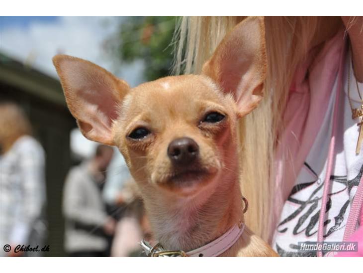 {{currentPhoto.altText}} billede {{currentPhoto.number}}