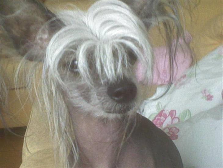 Chinese crested hårløs Cronhammar's Imperial China - Mor der leger fotograf med mobilen ;D (han er ikke lige blevet klippet i ansigtet) billede 1