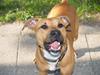 Amerikansk staffordshire terrier Kenzo *R.I.P* [ Himmelhund]