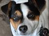 Jack russell terrier  * Fine *