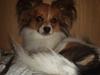 Papillon Milo