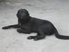 Labrador retriever Jensen R.I.P [ Himmelhund]