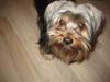 Yorkshire terrier Balu rappperen
