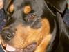 Rottweiler Cæsar