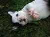 Fransk bulldog Josie R.I.P [ Himmelhund]