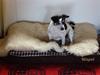 Dansk svensk gaardhund BULLER RIP 2009