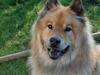 Eurasier †Kærlundegårds Jago† [ Himmelhund]