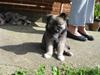 Islandsk fårehund SIGLA (R.I.P - 2022)