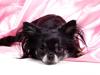 Chihuahua Mulle