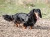 Gravhund Perle Trout De Rout's