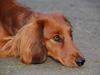 Gravhund Nynne Trout De Rout's