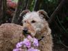 Irsk terrier Megan Von Der Neesenburg