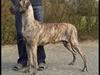 Grand danois Samuraiwood´s Annabelle  [ Himmelhund]