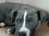 Blanding af racer Paplo [Tidl. hund]