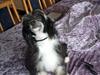 Chinese crested powder puff Mexi Pepsi-Liv