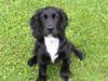Field Trial spaniel Aslan