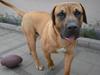Boerboel Rathmanns Poseidon 