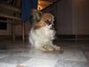 Papillon Fifi *guldklumpen*