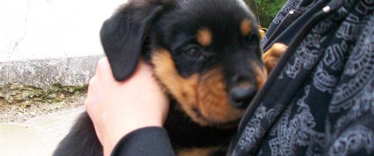 Rottweiler Tyson - 2008 - Han er den dejligste hund i v...