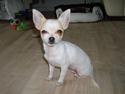 Chihuahua Viki