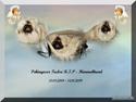 Pekingeser Tudse R.I.P - Himmelhund
