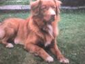 Nova scotia duck tolling retriever Silas <'3