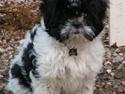 Shih tzu Fifi