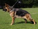 Schæferhund Janki Zarko R.I.P