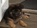 Schæferhund Kouran ...død 01-06-10