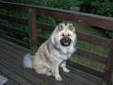 Eurasier Oskar (Blue Moon)