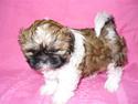 Shih tzu qiennie