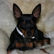 Dvaergpinscher armani