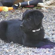 Labrador retriever Kaido