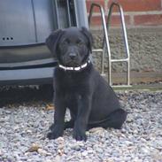 Labrador retriever Kaido