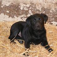 Labrador retriever Kaido