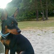 Dvaergpinscher armani