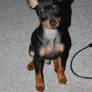 Dvaergpinscher armani