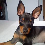 Dvaergpinscher armani