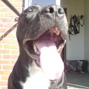 Amerikansk staffordshire terrier * Paco * The King