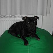 Staffordshire bull terrier Enoddens Hey littel girl.