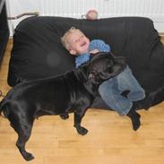 Staffordshire bull terrier Enoddens Hey littel girl.