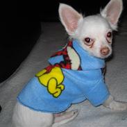 Chihuahua Mickey