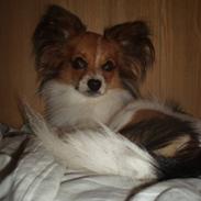 Papillon Milo