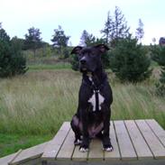 Amerikansk staffordshire terrier junior