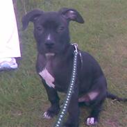 Amerikansk staffordshire terrier junior