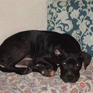 Amerikansk staffordshire terrier junior