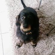 Gravhund Sofus ( Nu er han død ) 